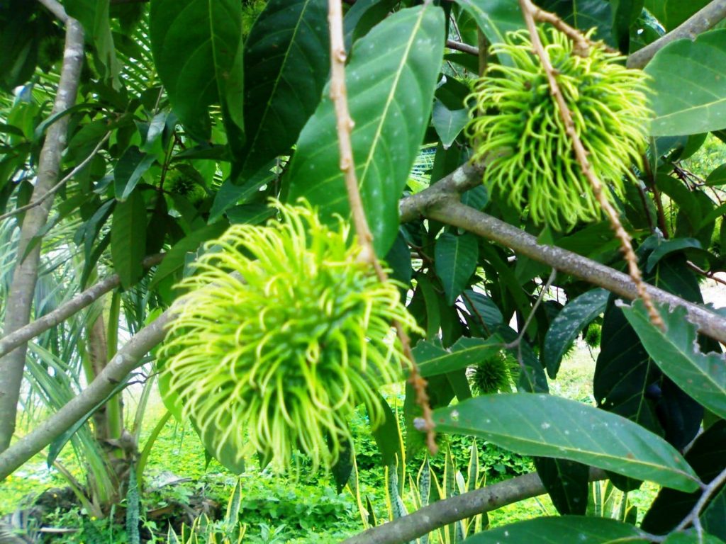 Rambutan tree 