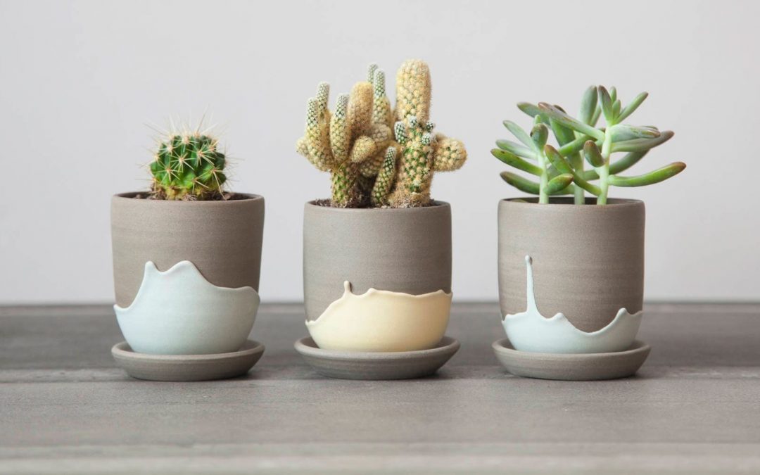 Succulent Pots: The Ultimate Checklist and Setup Guide