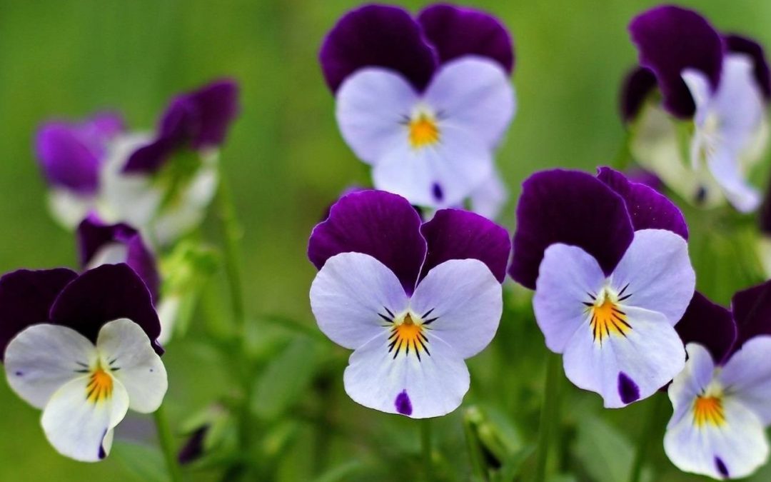 The Top 10 Small Flowers for Cozy Gardens: Small in Size, Big in Beauty
