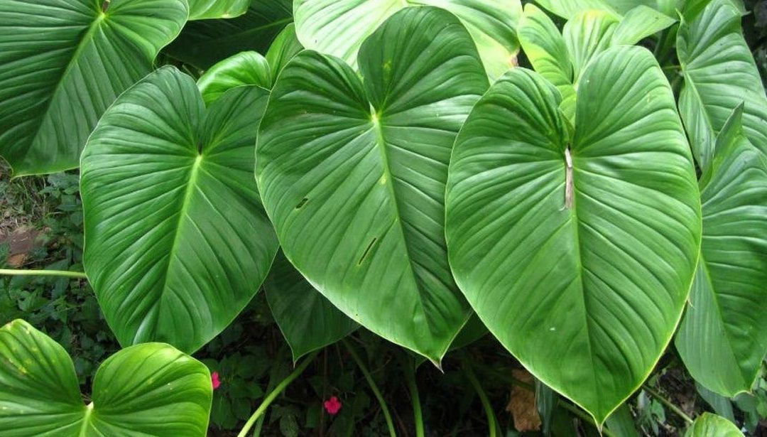 Homalomena Plant: A Beginner’s Guide to Easy Grow & Care