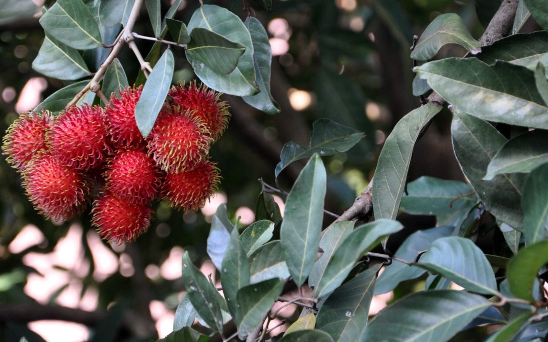 The Ultimate Handbook on Rambutan Tree: All What You Need to Know
