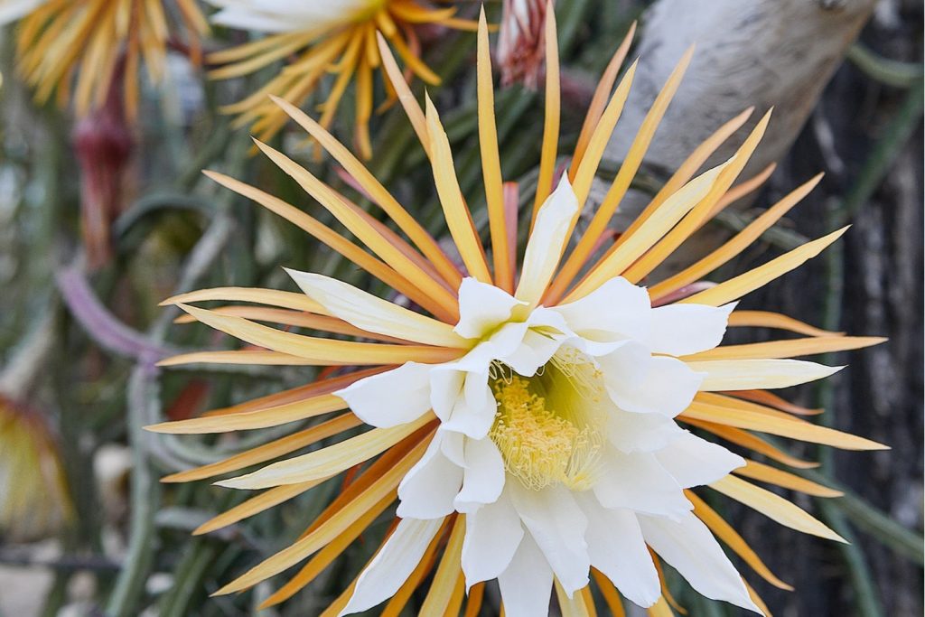 queen of the night cactus flower