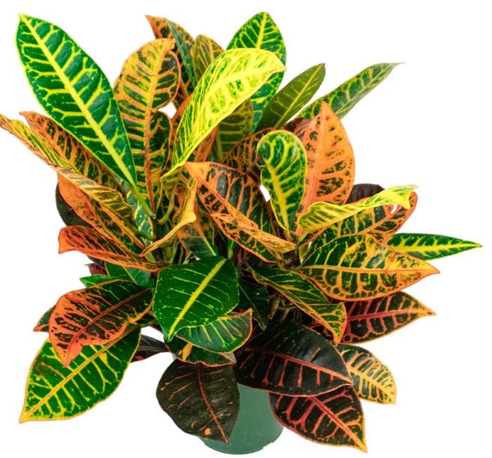 Mammy Croton or Codiaeum variegatum leaf