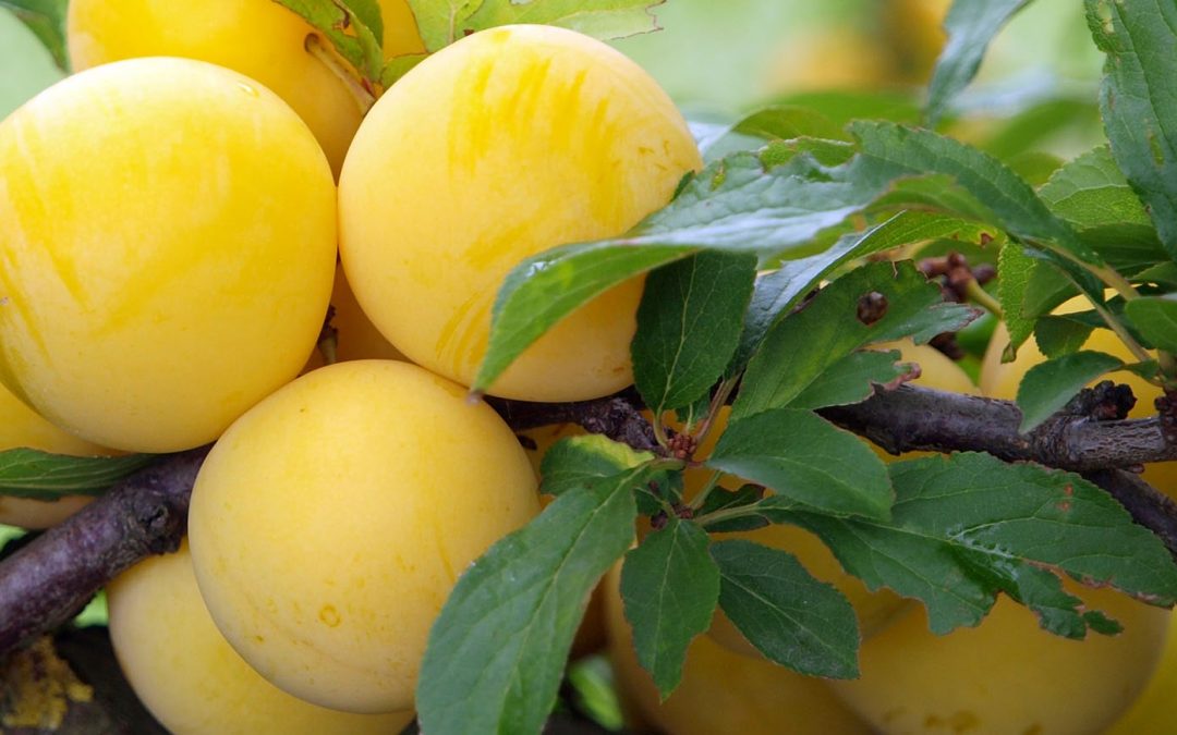 Yellow Plums Care: A Comprehensive Guide to Yellow Fruits Care
