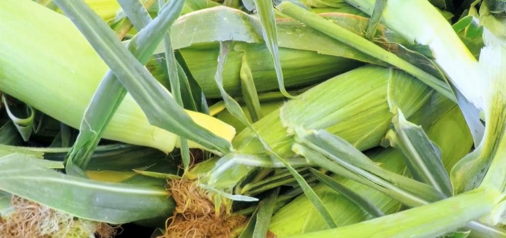 corn husks and cobs compost