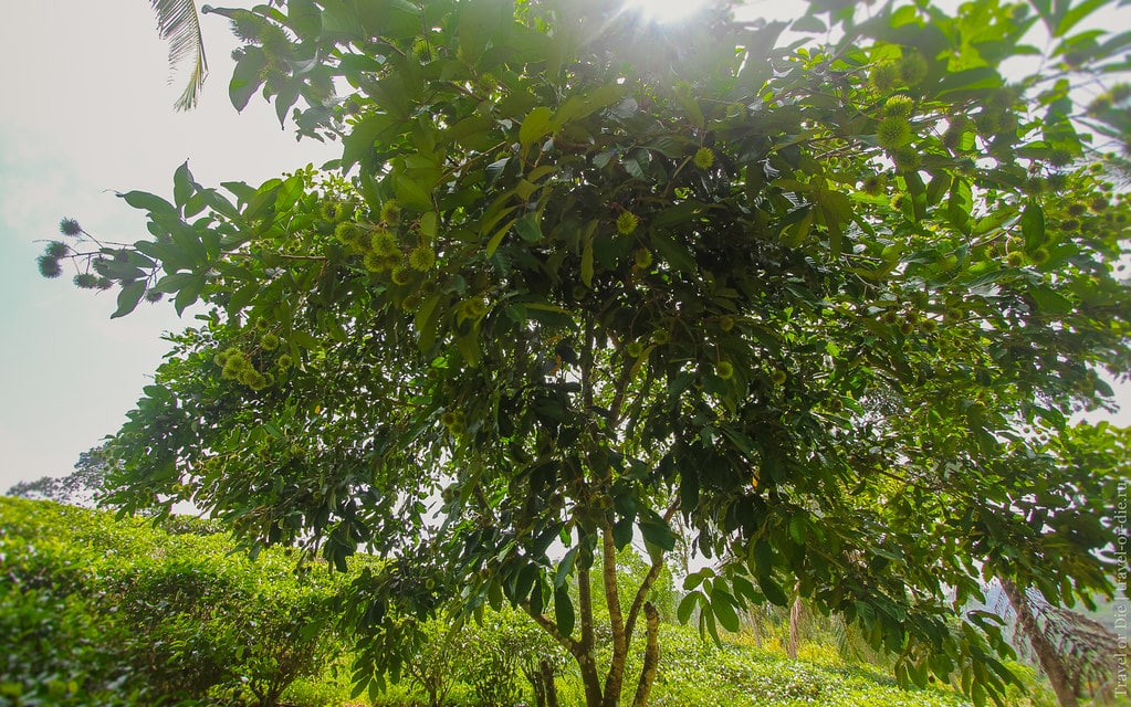 Rambutan tree green