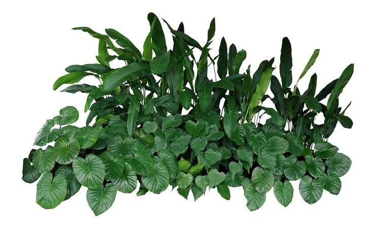 homalomena indoor plant