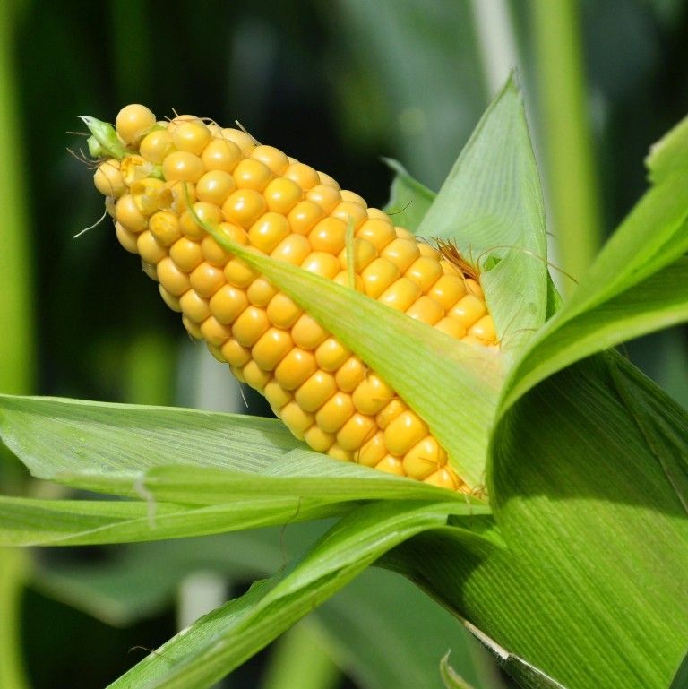 corn husks and cobs reusage