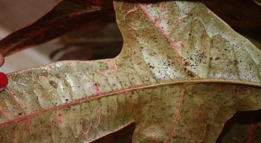 Mammy Croton or Codiaeum variegatum disease