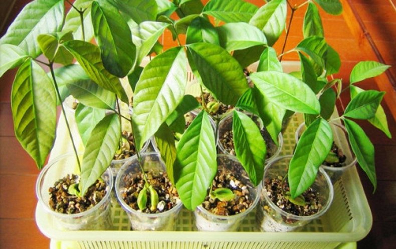 Rambutan tree plant