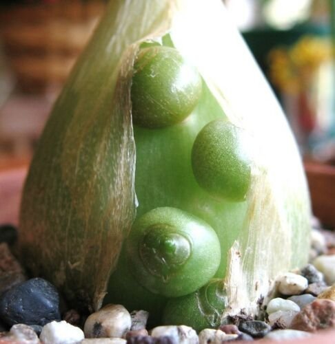 pregnant onion seedlings