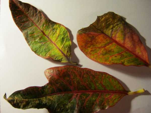 flying leaves of Mammy Croton or Codiaeum variegatum