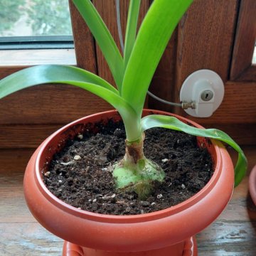 pregnant onion in large pot