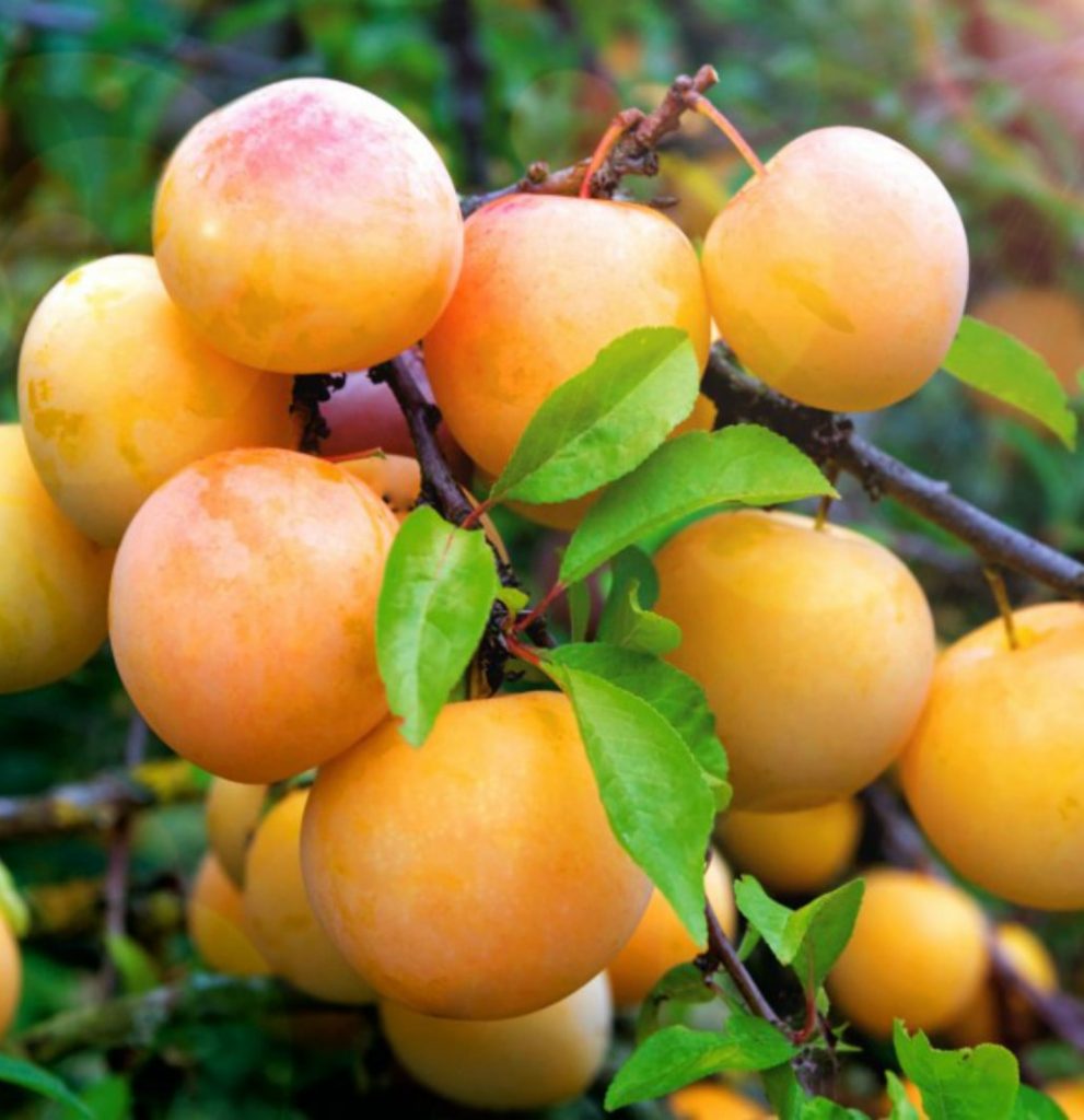 yellow plum fruits