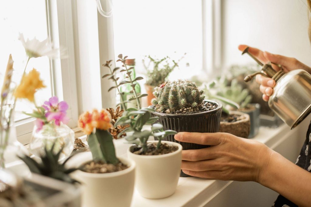 how to apply Cactus Fertilizer