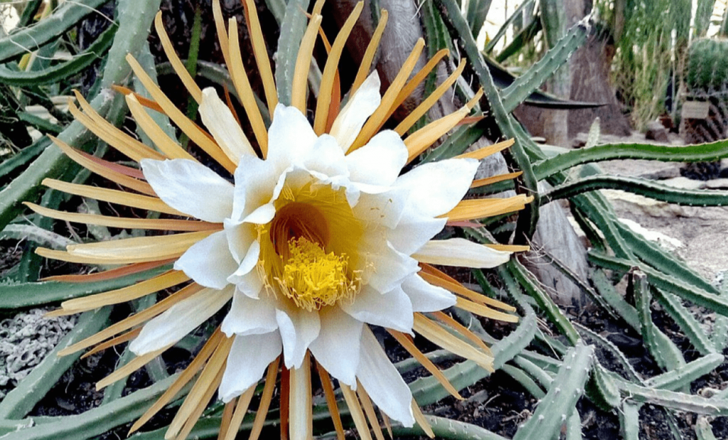 queen of the night cactus in garden