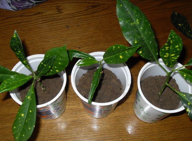 transplant Mammy Croton or Codiaeum variegatum