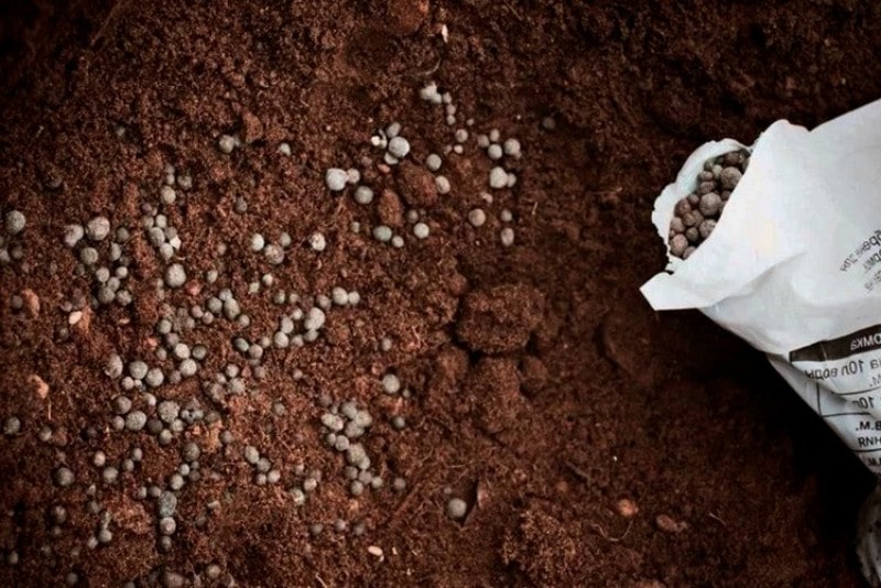 Organic bone meal fertilizer in soil