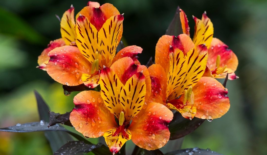 Astromelias Lilies: The Ultimate Guide to Care and Cultivation