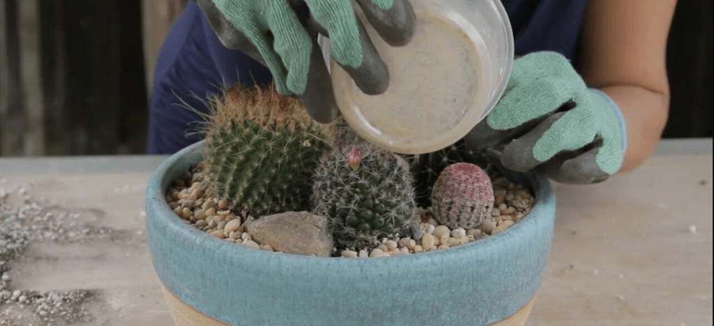 how to fertilize your indoor plant with Cactus Fertilizer