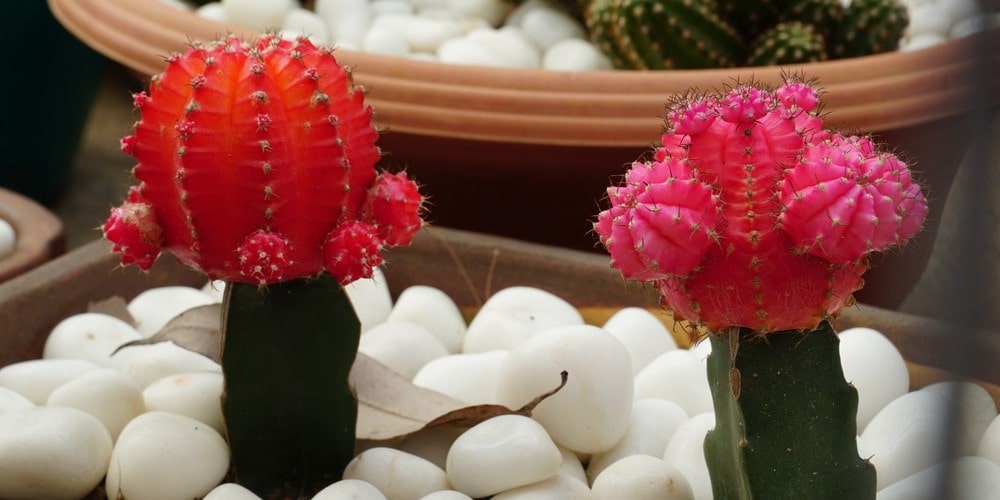Moon Cactus: A Comprehensive Guide to Grow and Care