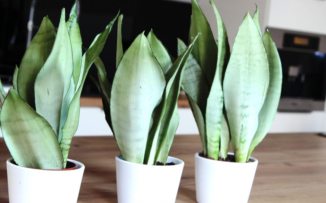 Grow and Care for Sansevieria Moonshine: The Ultimate Guide