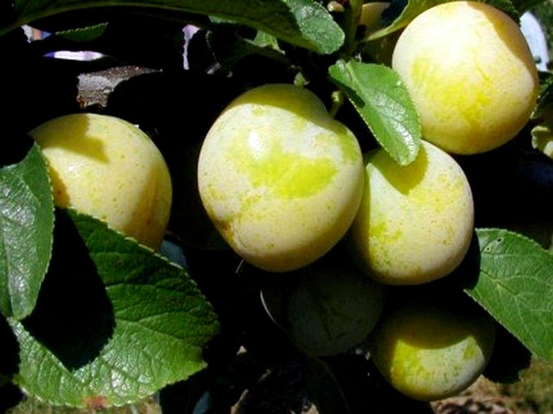 yellow plum specimens