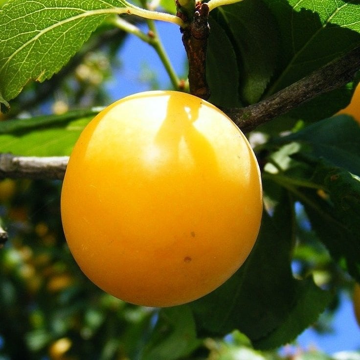large yellow plum