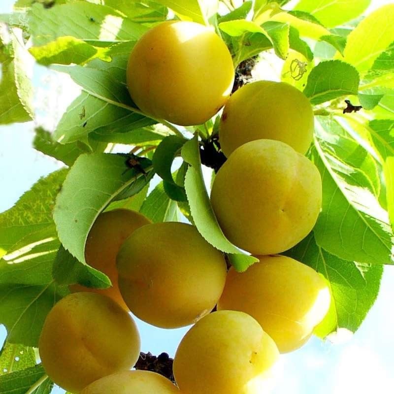 a compote yellow plum