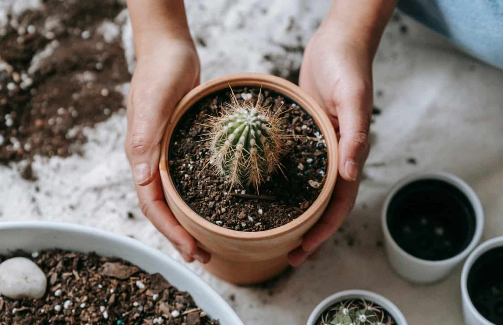 how to take care of a cactus by applying Cactus Fertilizer