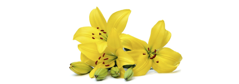 Yellow Lilies: How to Grow and Care for Yellow Lily Varieties