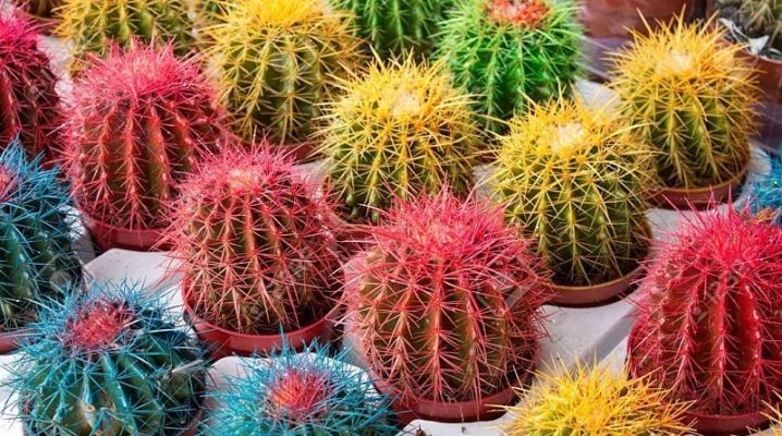 Cactus Fertilizer for colorful cacti