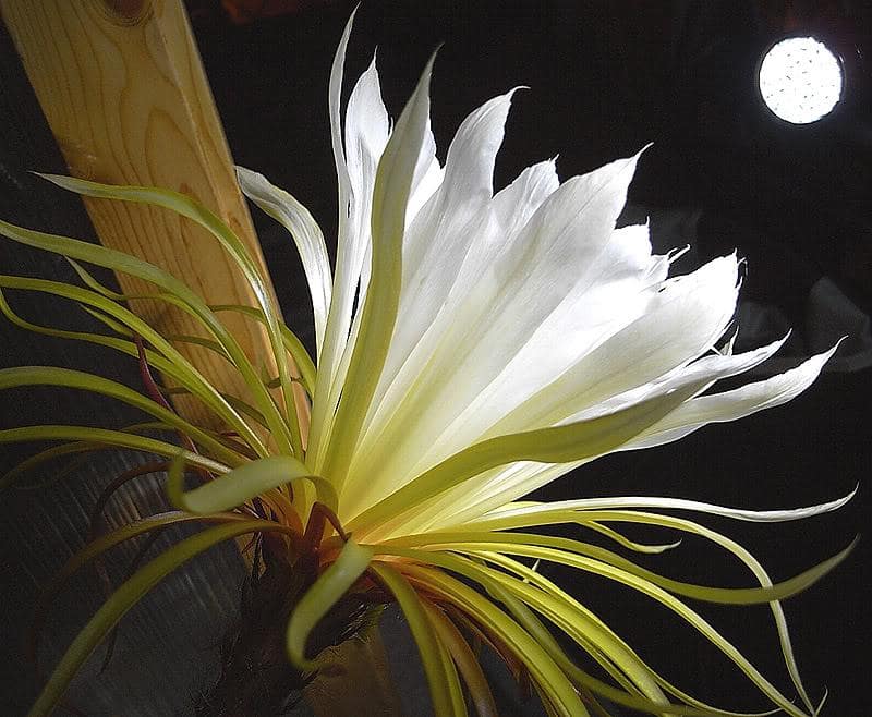 queen of the night cactus light