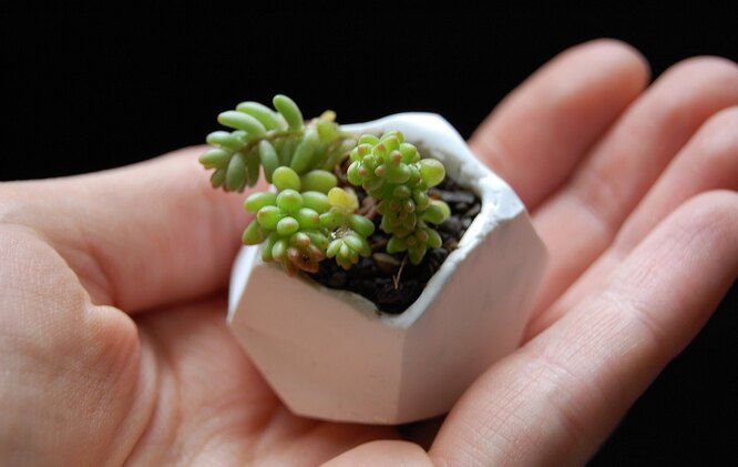 tiny succulent pots