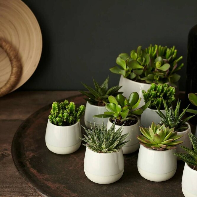 Ideal Size for succulent pots