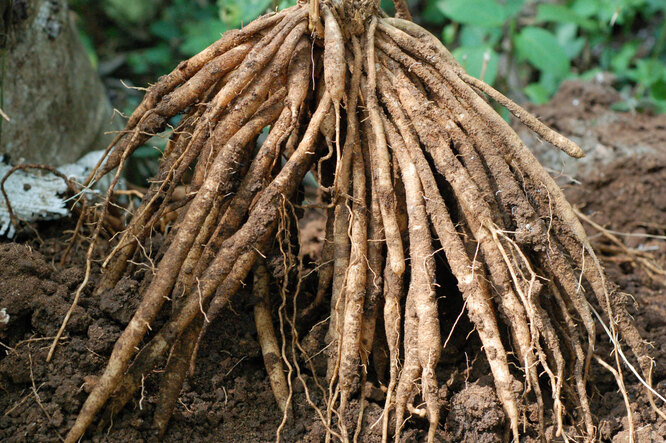 Organic bone meal fertilizer enhance root growth