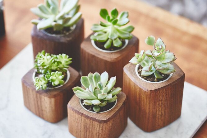 wooden succulent pots