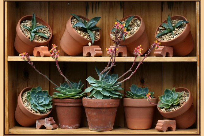 succulent pots types