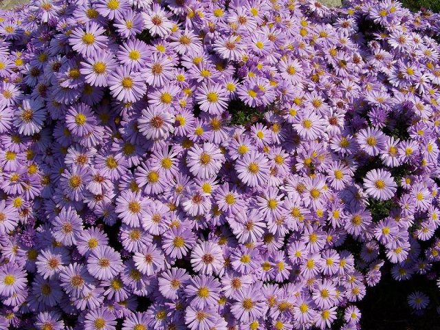 ASTER Small flowers