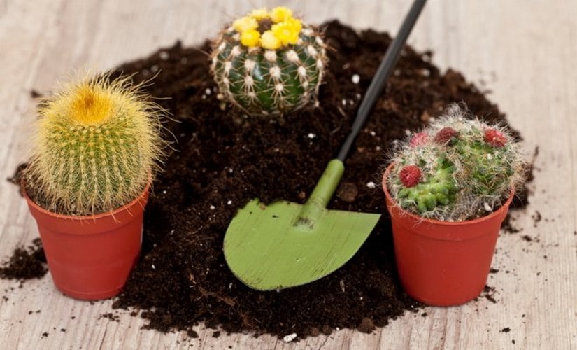 what is the best ingredients of a Cactus Fertilizer