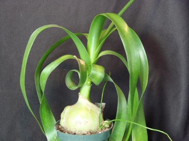 potted pregnant onion