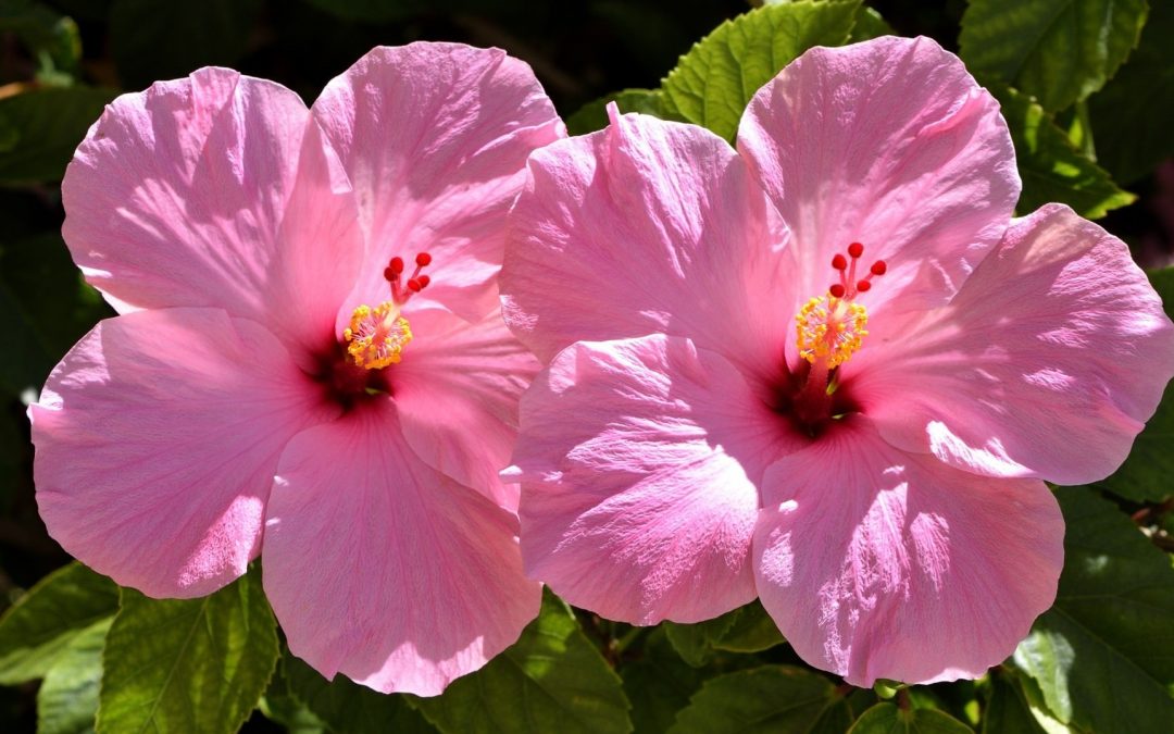 Pink Hibiscus Flower: Growing Stunning Hibiscus Flowers with Care