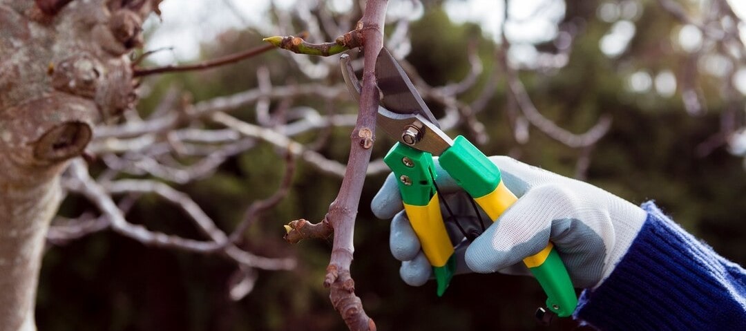 Winter Pruning: Pros and Cons Every Gardener Should Know