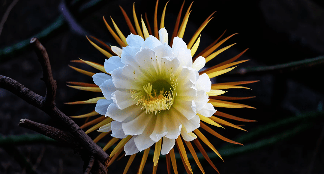 Queen of the Night Cactus: Plant, Grow, and Care Like a Pro