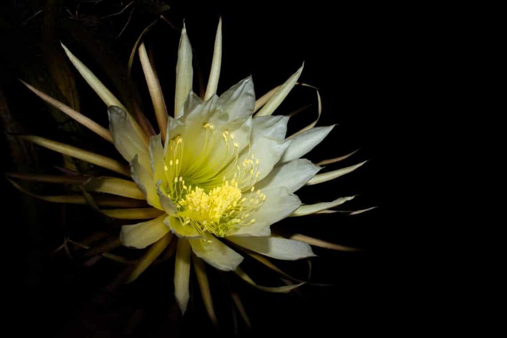 queen of the night cactus
