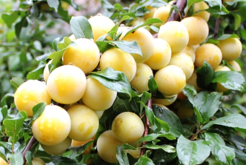 yellow plum in cold weather