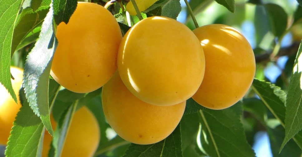 golden yellow plum