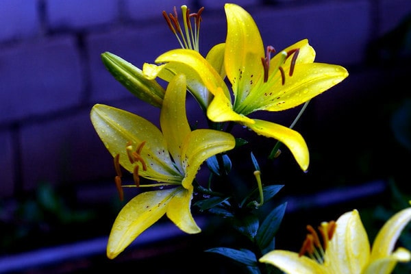 yellow lilies flower
