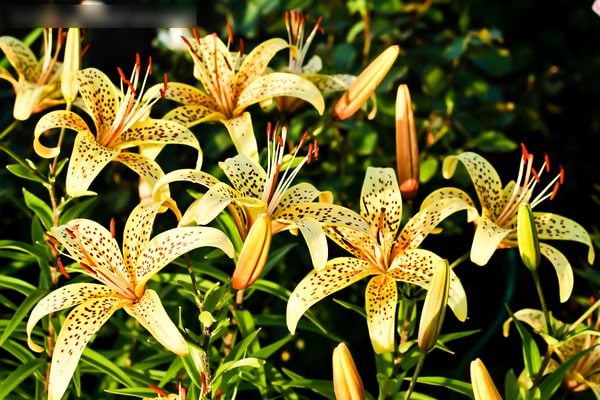 tiger yellow lilies