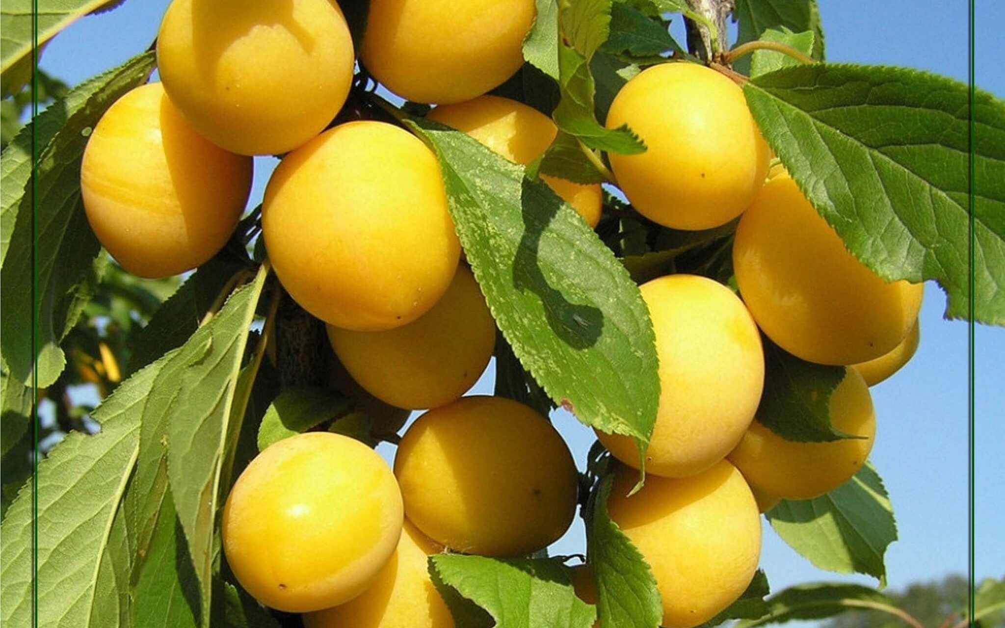 yellow plum in tree